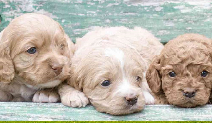 Cockapoo puppy