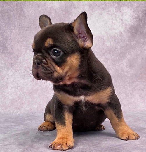 French Bulldog Puppy Temperament