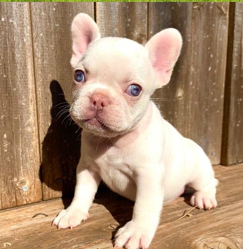 Miniature French Bulldog Puppy