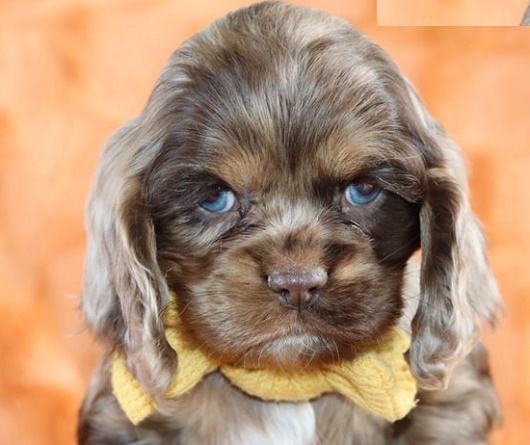 Karst Shepherd Puppy
