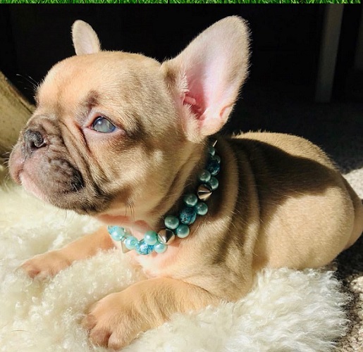 5 French Bulldog Health Concerns