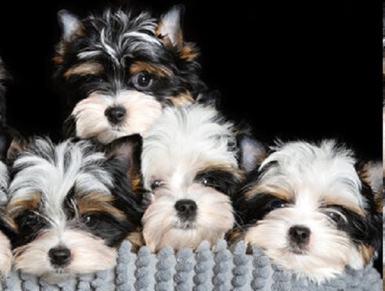 Where to Find Reputable Biewer Terrier Puppies for Sale