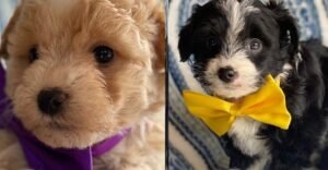 Cairnoodle Puppy