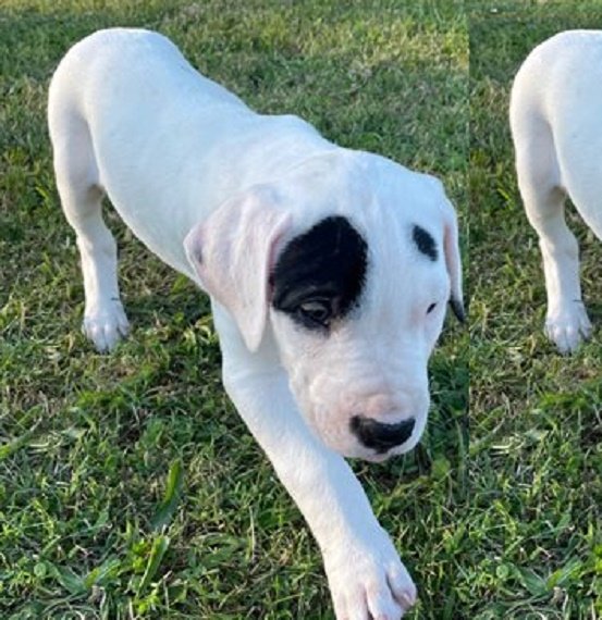 Dogo Argentino Puppy