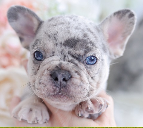 French Bulldog Family Dog