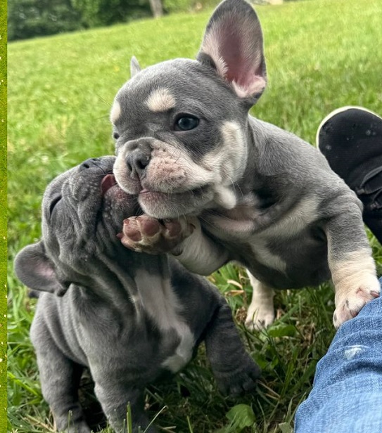 French Bulldog Poodle Mix puppy