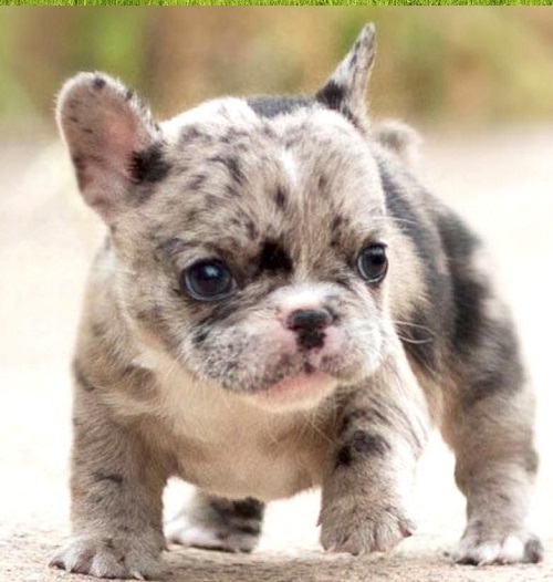 Poodle and French Bulldog Mix