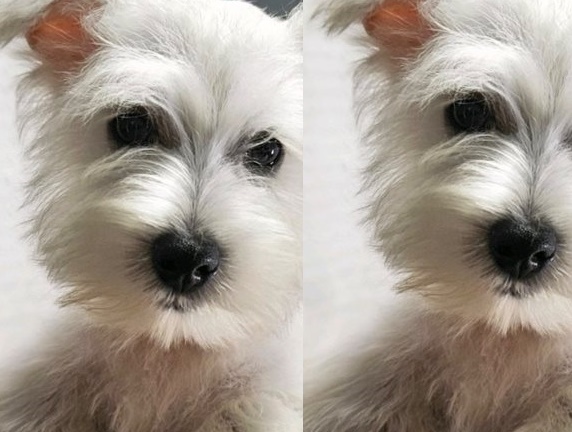 West Highland Terrier Puppy