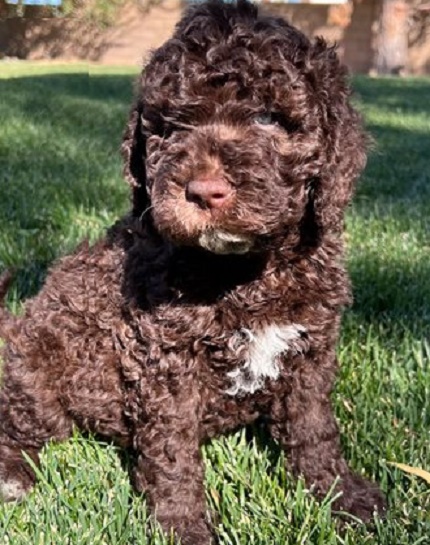 Labradoodle Puppy
