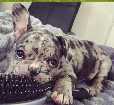 6 Tips to Locate a Reputable Dog Breeder