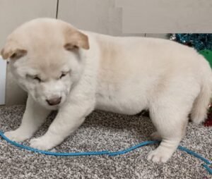 Akc Shiba Inu Puppies for Sale