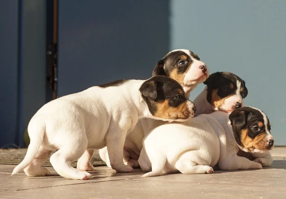 Andalusian Terrier for sale