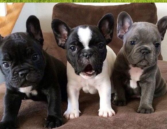 Black Coat French bulldog
