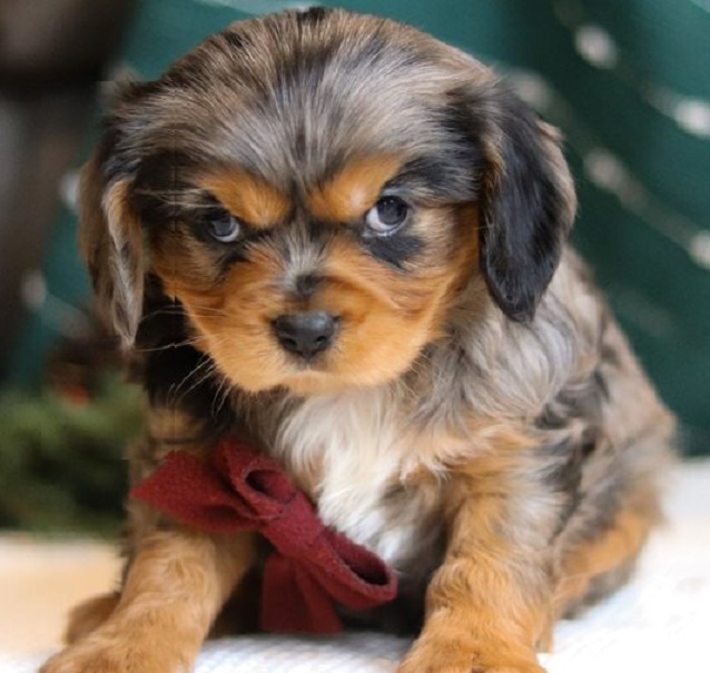 Cavalier King Charles Spaniel Puppies for Sale