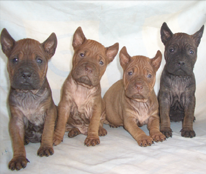 Chuandong Hound Puppies for Sale