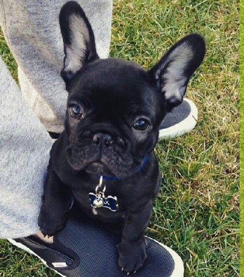 French Bulldog Growth Stages