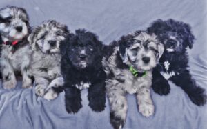 kerry blue terrier puppies for sale