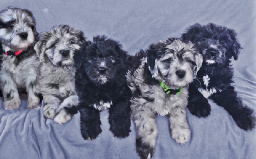 kerry blue terrier puppies for sale
