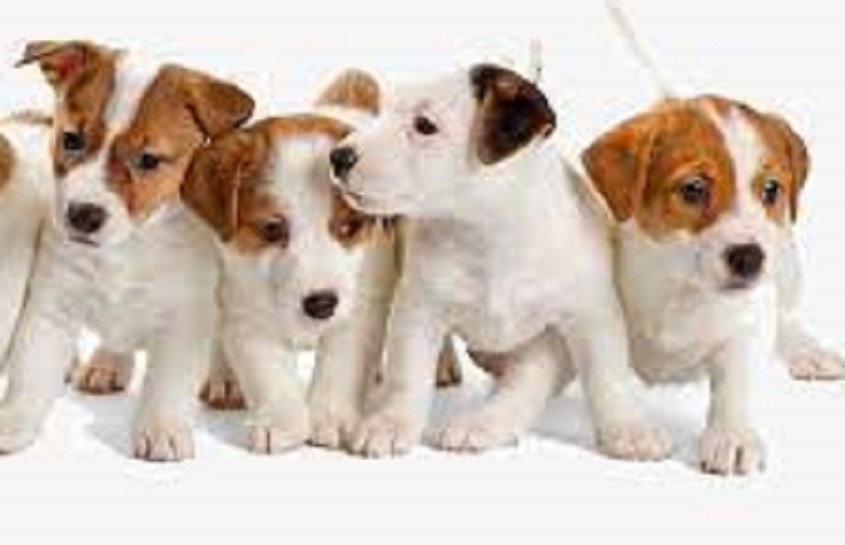 ibizan hound puppies for sale
