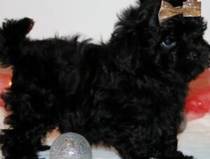 Russian Tsvetnaya Bolonka Breeders