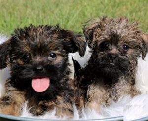 affenpinscher puppies for sale