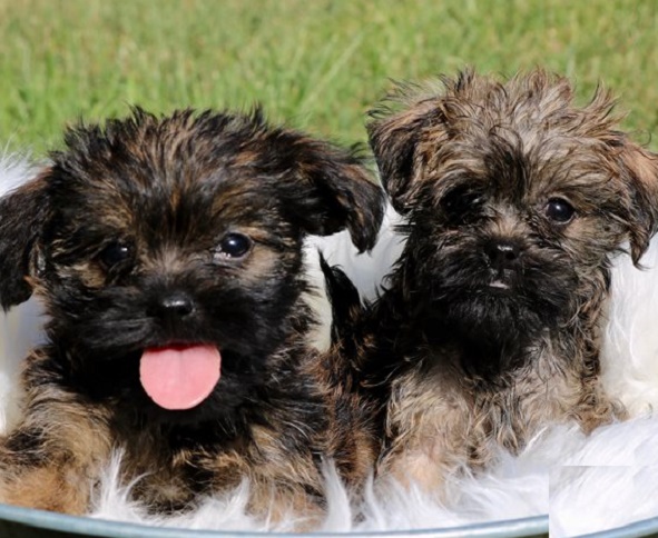 affenpinscher puppies for sale
