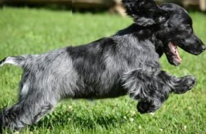 blue Picardy spaniel breeder