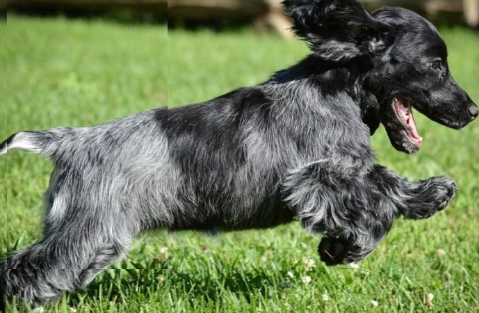 blue Picardy spaniel breeder