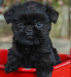 Affenpinscher puppies for sale