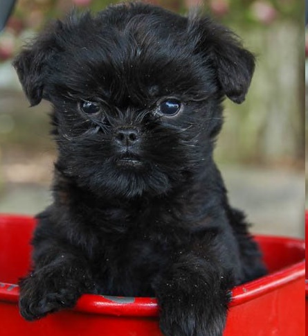 Affenpinscher puppies for sale