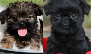 Affenpinscher for sale
