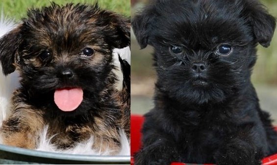 Affenpinscher for sale