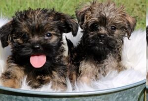 Affenpinscher puppy for sale