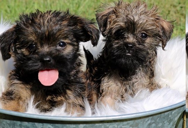 Affenpinscher puppy for sale
