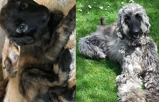 Afghan hound puppy for sale