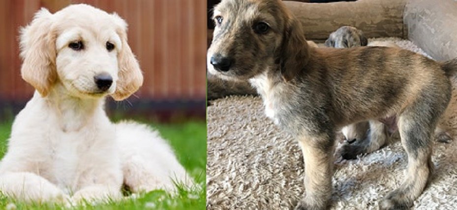 Afghan hound for sale