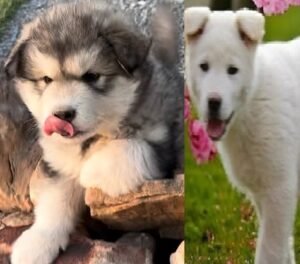 Alaskan Malamute Female