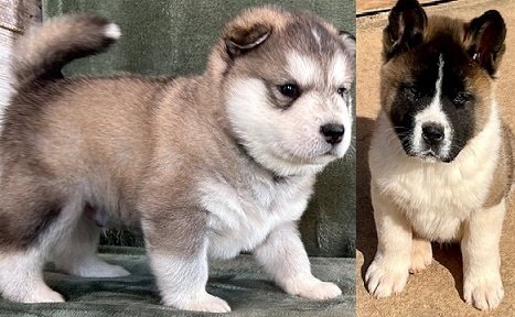 Alaskan malamute puppies for sale