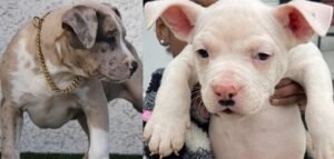 American bully puppies for sale