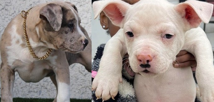American bully puppies for sale