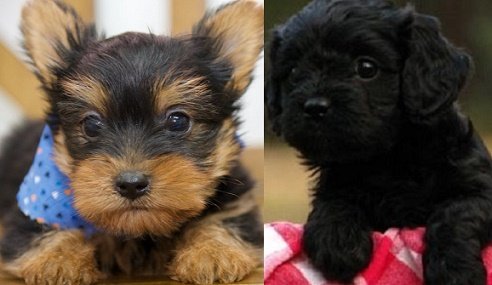 Australian Silky Terrier Breeders