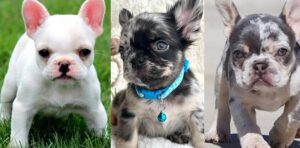 Blue Merle French Bulldog Puppy for sale