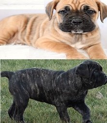 Cane Corso Breeders Near Me