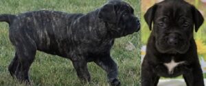 Cane Corso Dog Breed