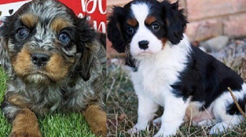 Cavalier King Charles Spaniel puppy for sale
