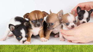 Chihuahua Puppies