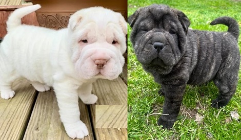 A Shar Pei puppy