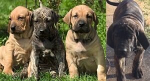 Fila Brasileiro for sale