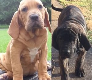 Fila Brasileiro puppies for sale