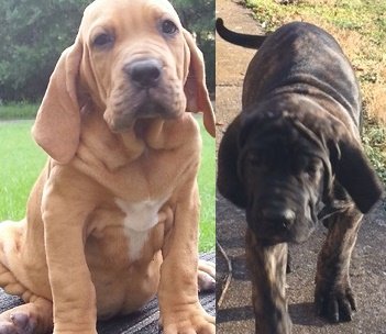 Fila Brasileiro puppies for sale